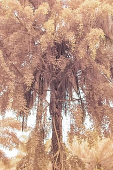infrared image of the wild vegetation environment landscape at the palm oil plantation.