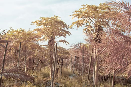 infrared image of the wild vegetation environment landscape at the palm oil plantation.