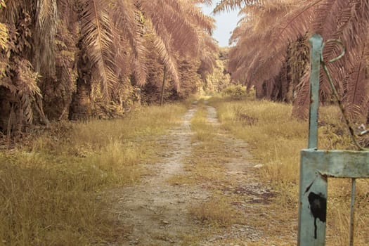 infrared image of the wild vegetation environment landscape at the palm oil plantation.