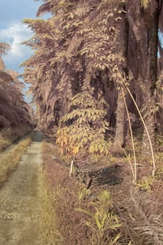 infrared image of the wild vegetation environment landscape at the palm oil plantation.