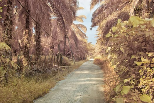 infrared image of the wild vegetation environment landscape at the palm oil plantation.