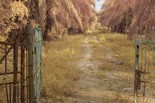 infrared image of the wild vegetation environment landscape at the palm oil plantation.