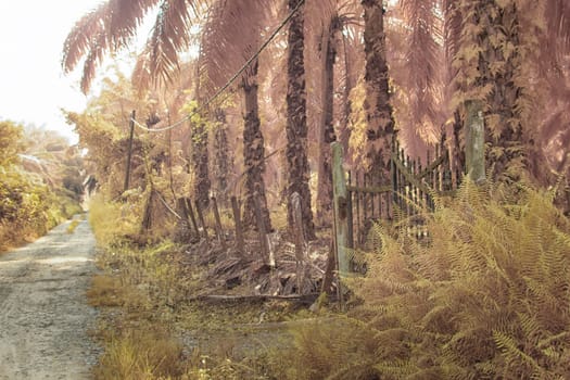 infrared image of the wild vegetation environment landscape at the palm oil plantation.