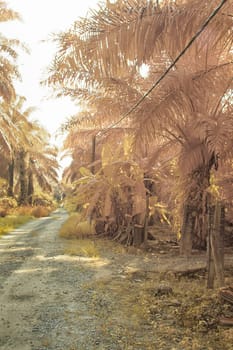 infrared image of the wild vegetation environment landscape at the palm oil plantation.