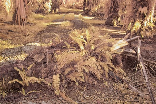 infrared image of the wild vegetation environment landscape at the palm oil plantation.