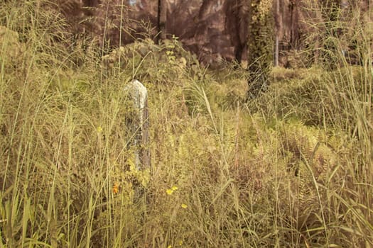 infrared image of the wild vegetation environment landscape at the palm oil plantation.