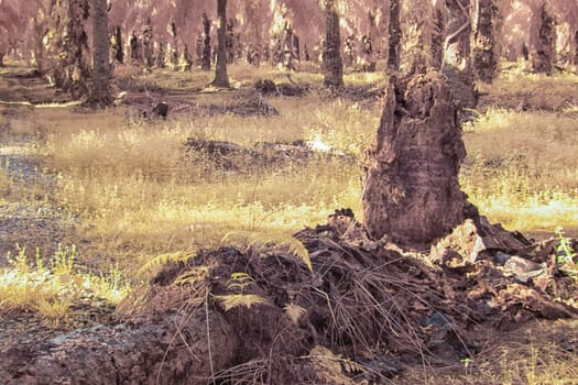 infrared image of the wild vegetation environment landscape at the palm oil plantation.