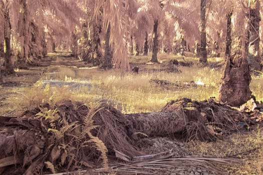 infrared image of the wild vegetation environment landscape at the palm oil plantation.