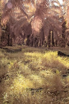 infrared image of the wild vegetation environment landscape at the palm oil plantation.