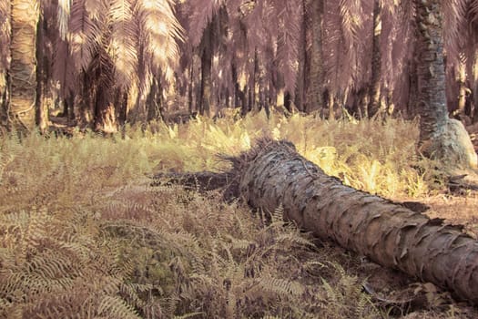 infrared image of the wild vegetation environment landscape at the palm oil plantation.