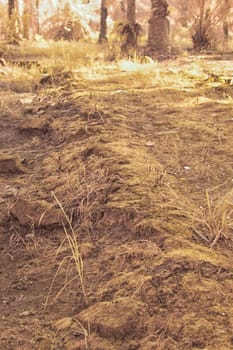 infrared image of the wild vegetation environment landscape at the palm oil plantation.