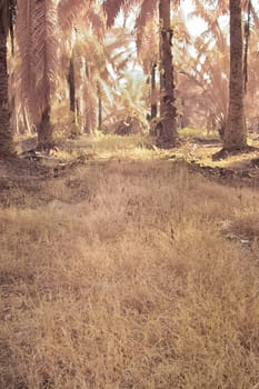infrared image of the wild vegetation environment landscape at the palm oil plantation.