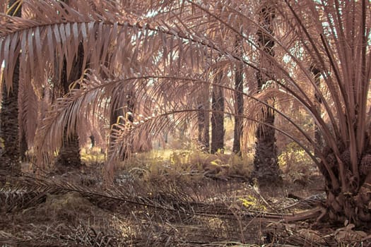 infrared image of the wild vegetation environment landscape at the palm oil plantation.