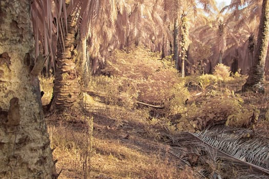 infrared image of the wild vegetation environment landscape at the palm oil plantation.