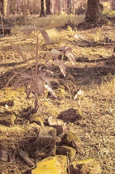 infrared image of the wild vegetation environment landscape at the palm oil plantation.