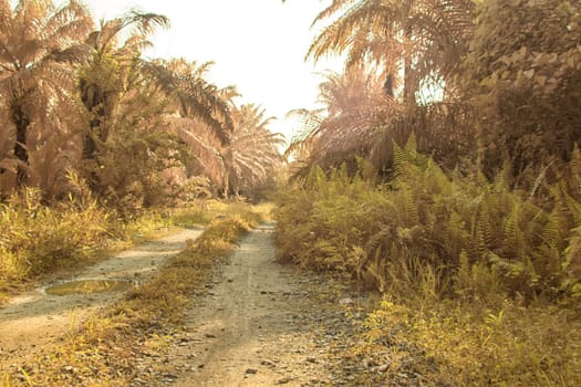 infrared image of the wild vegetation environment landscape at the palm oil plantation.