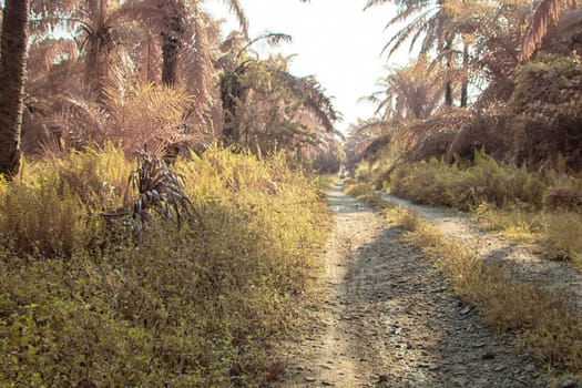infrared image of the wild vegetation environment landscape at the palm oil plantation.