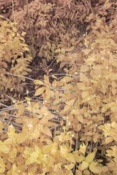 infrared image of the wild vegetation environment landscape at the palm oil plantation.