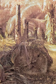 infrared image of the wild vegetation environment landscape at the palm oil plantation.