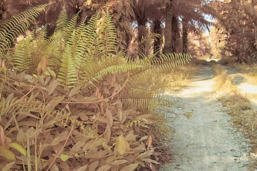 infrared image of the wild vegetation environment landscape at the palm oil plantation.