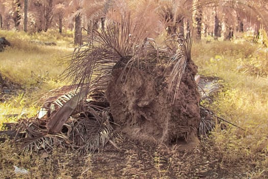 infrared image of the wild vegetation environment landscape at the palm oil plantation.