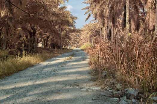 infrared image of the wild vegetation environment landscape at the palm oil plantation.