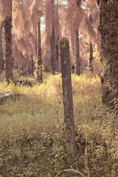 infrared image of the wild vegetation environment landscape at the palm oil plantation.