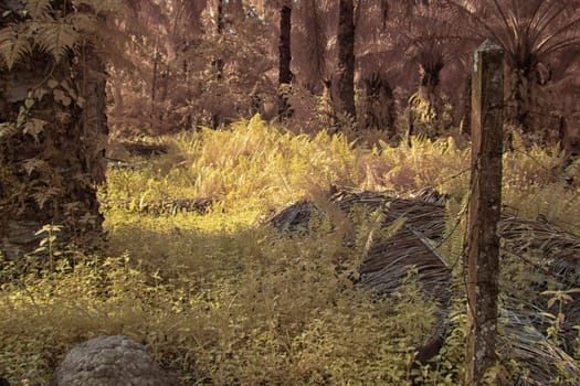 infrared image of the wild vegetation environment landscape at the palm oil plantation.