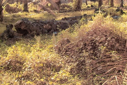 infrared image of the wild vegetation environment landscape at the palm oil plantation.