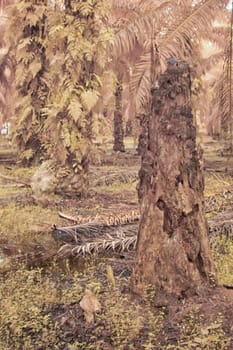 infrared image of the wild vegetation environment landscape at the palm oil plantation.