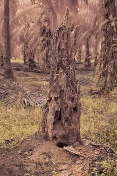 infrared image of the wild vegetation environment landscape at the palm oil plantation.