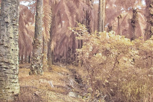 infrared image of the wild vegetation environment landscape at the palm oil plantation.