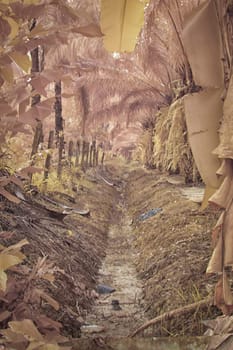 infrared image of the wild vegetation environment landscape at the palm oil plantation.