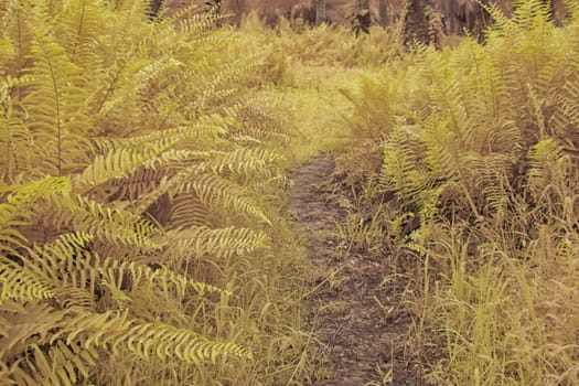 infrared image of the wild vegetation environment landscape at the palm oil plantation.