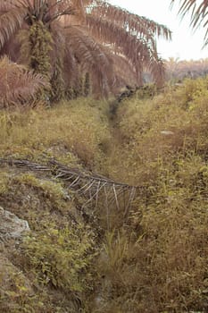 infrared image of the wild vegetation environment landscape at the palm oil plantation.