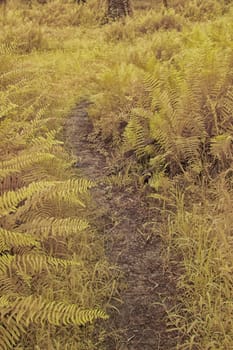 infrared image of the wild vegetation environment landscape at the palm oil plantation.
