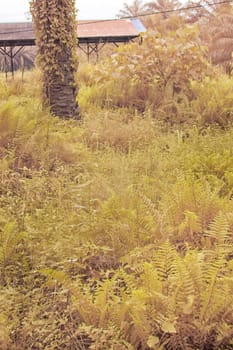 infrared image of the wild vegetation environment landscape at the palm oil plantation.