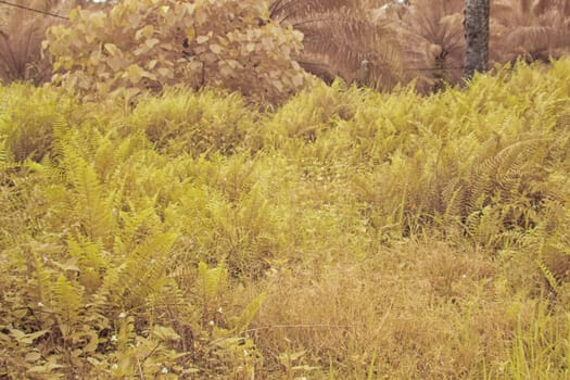infrared image of the wild vegetation environment landscape at the palm oil plantation.