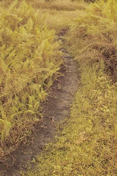 infrared image of the wild vegetation environment landscape at the palm oil plantation.
