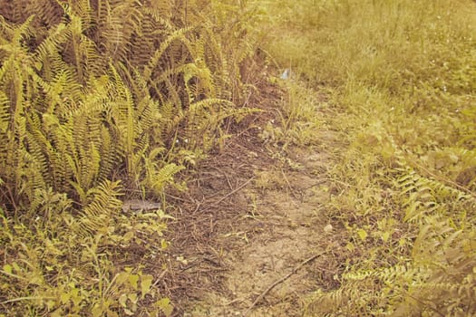 infrared image of the wild vegetation environment landscape at the palm oil plantation.