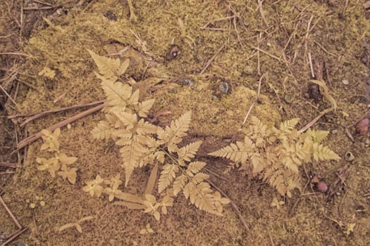 infrared image of the wild vegetation environment landscape at the palm oil plantation.