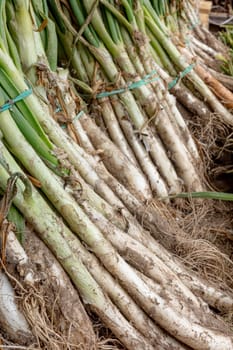 Rustic close-up of traditional Catalan onions (calcots) tied in bunches, still covered in soil and with roots visible. This image highlights the authenticity of local agriculture and seasonal cuisine.