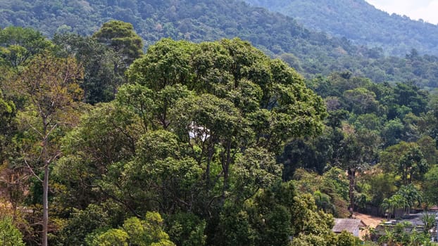 Tropical forest blanketing mountain slopes showcases a vibrant tapestry of greens, with quaint houses of a rural village nestled in the foreground, highlighting thailand's natural beauty