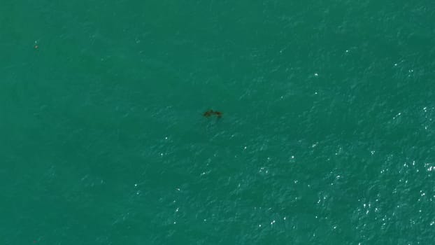 Floating mats of pelagic sargassum seaweed create expansive patches of brown algae in the shallow, turquoise waters of a tropical ocean, showcasing a vibrant marine ecosystem