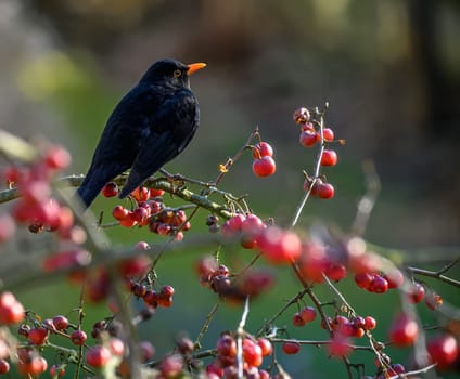 Closeup of a blackbird sitting in an apple tree