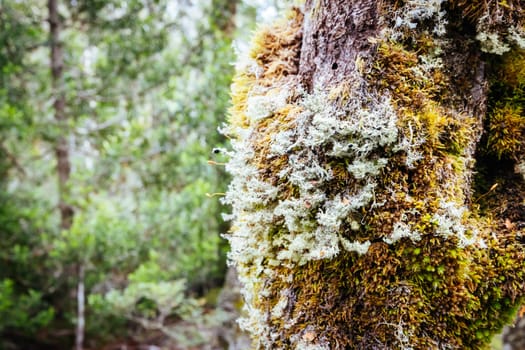 Ancient Myrtle Beech forest on the Arm River Track near the Overland Track on a cool autumn morning in Cradle Valley, Tasmania, Australia