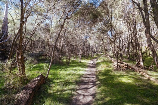Warrandyte State Park around Jumping Creek Reserve on a warm spring day in Warrandyte, Victoria, Australia.