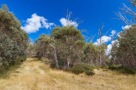 Hiking trails on ski runs around the summit of Lake Mountain on a clear summer's day, near Marysville, Victoria, Australia