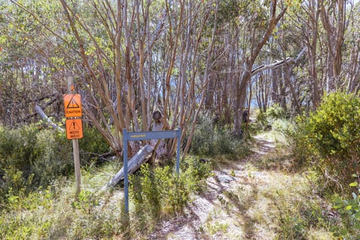 Hiking trails on ski runs around the summit of Lake Mountain on a clear summer's day, near Marysville, Victoria, Australia