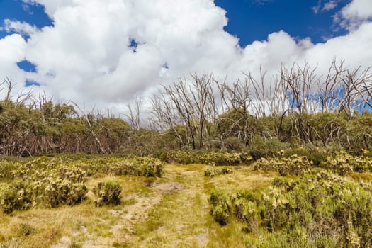 Hiking trails on ski runs around the summit of Lake Mountain on a clear summer's day, near Marysville, Victoria, Australia